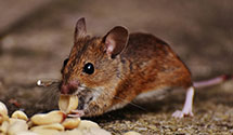 24 Hour & Emergency Exterminators in Heimdal, ND